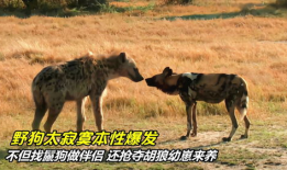 鬣狗交配视频,揭秘野生动物的繁衍奥秘